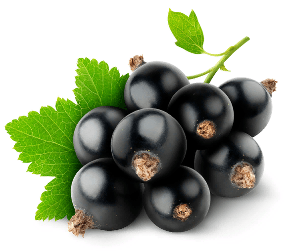 ribes nero in Clean Vision